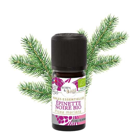 Huile Essentielle d'Épinette Noire Certifiée Bio